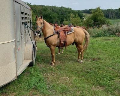 6 year old palamino gelding,