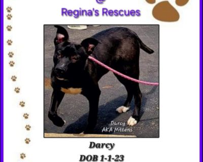 Darcy - Black Labrador Retriever & Border Collie Mix Female Dog for Adoption