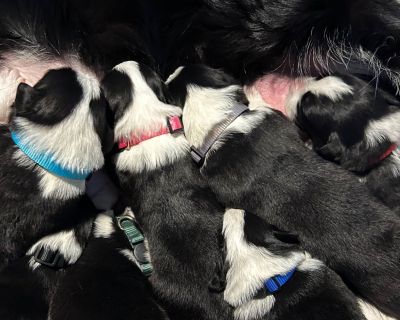 6 Male and 1 Female Border Collie Puppies for Sale