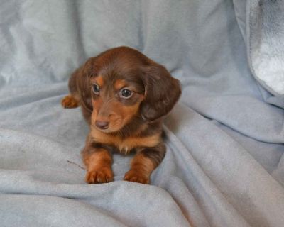 2 Female Dachshund Puppies for Sale