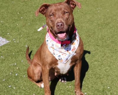 Hennessy is such a sweetheart! She loves toys-especially a good game of fetch-and will happily run round after round before settling down in the shade for some cuddle time. Once she's relaxed, she'll gently rest her head on your lap, soaking up pets and giving sweet kisses. She came to the shelter with two other dogs from the same home, including her buddy Diablo, who's also available for adopt...