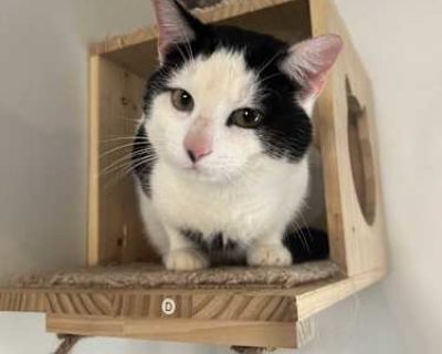 Mousey - Domestic Shorthair Male Cat for Adoption