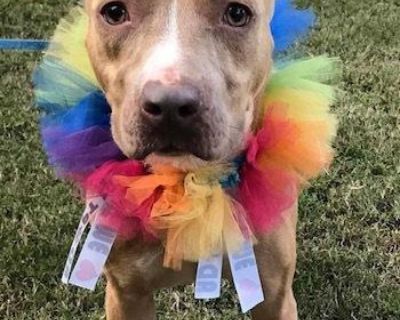 Sensi - Pit Bull Terrier Mix Female Dog for Adoption