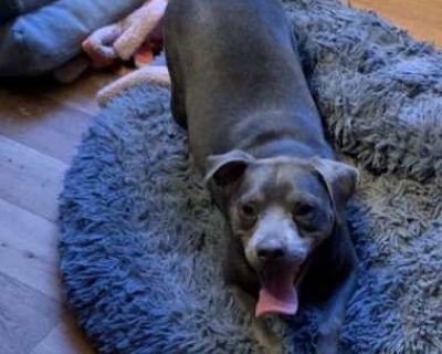 Rolo - Pug Female Dog for Adoption