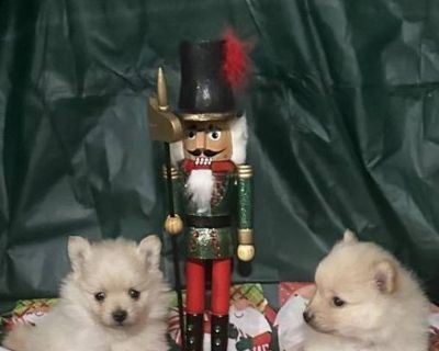 Pomeranian puppies 1 male 1 female up to date on shots and have been dewormed.