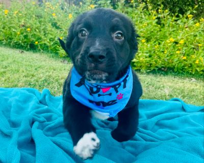 Mist - Black Labrador Retriever Mix Male Puppy for Adoption