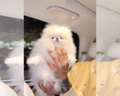 Snow - Female Pomeranian Puppy for Sale