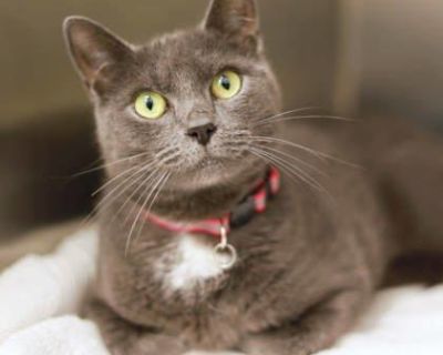 Health Vaccinations up to date, spayed / neutered.. Young Female Small Gray / Blue / Silver