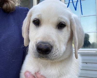 Lab Puppies