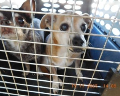 Health Spayed / neutered.. Senior Male Small