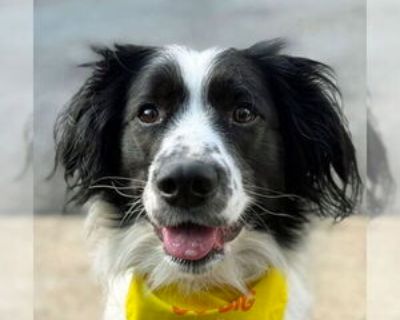 Hank - Male Cocker Spaniel Adult Dog for Adoption