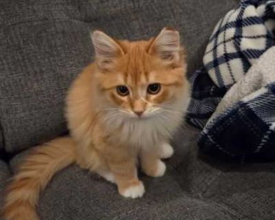 dob 6/15/25. Purebred Spayed / Neutered. Breed Domestic Longhair Color Orange or Red (Mostly) Age Kitten Sex Male Pet ID 22053912 Hair Length