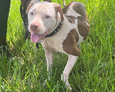 ************************************************************************************* "We can't really call her quiet. When she gets excited, she snorts." "Ever head a dog snort like a pig?" "Lovey Duckie is a loving & beautiful girl. Sweet companion." ************************************************************************************* LIFE HAS NOT BEEN THAT GREAT, BUT IT DOESN'T MEAN IT CAN'T...