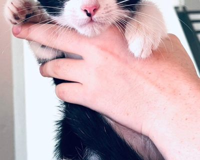 Rescue from Texas. This is Felix a serious little gentleman. Wise beyond his age, handsome, and confident, he s only nine 9 weeks old but already knows how to make people happy with his gentle purr and calm presence. If you give him good food and plenty of love and pets, he ll grow into the perfect cat. Please fill out the application https://mikeschanceanimalrescue.com/cats-application.htm *NO...