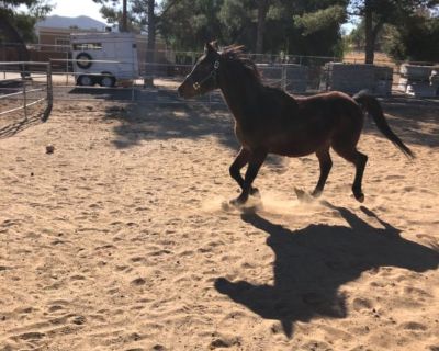 Gelding for sale