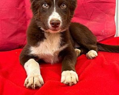 Jackie - Husky Female Puppy for Adoption