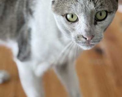 Tomcat - Domestic Shorthair Male Cat for Adoption