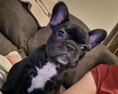 French bulldog puppies