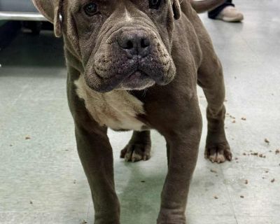 Please call the shelter at (706) 795-2868 to schedule a meet and greet. Madison Oglethorpe Animal Shelter is a non-profit shelter serving over 720 square miles. We are open intake, meaning we can not turn away animals from either county we serve. Our shelter intakes double or triple it's capacity every month so it is essential we place animals quickly into adoptive homes. Since so many animals ...