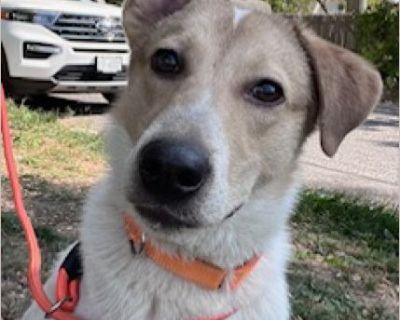 Hi friends, I'm Dax! I'm a happy-go-lucky, tail-wagging, ready-for-anything kind of pup! I'm 10-12 months old now and my foster mom says I'll likely be 50-55 pounds when I'm done growing. I'm confident, smart, and always up for fun-whether it's zooming around the yard, going for walks, or making new doggie friends. Everyone I meet falls in love with me (can you blame them?). I've got that perfe...