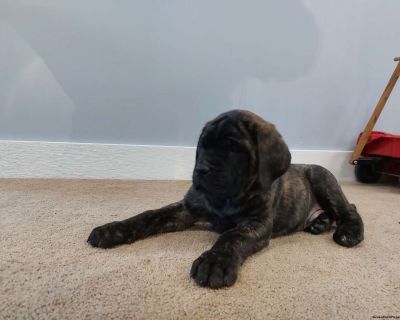 Jip - English Mastiff Puppy For Sale in Pennsylvania