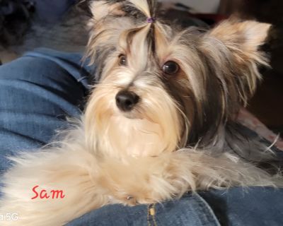 Sam - Yorkshire Terrier Male Dog for Adoption