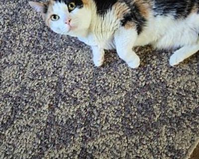 Cutter - Domestic Shorthair Female Cat for Adoption