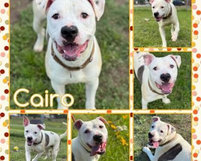 Cairo - American Pit Bull Terrier Male Dog for Adoption