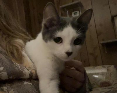 TABITHA - Domestic Short Hair Female Cat for Adoption