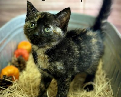 Scarlet - Tortoiseshell Female Cat for Adoption