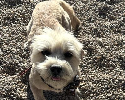 Sweet little Scruffy has had quite the journey! This adorable girl was saved from euthanasia after being completely neglected, but you d never know it now. After a much-needed trip to the groomer, she s shining bright and showing off her beautiful self ready to start a brand-new chapter full of love and care. Scruffy is a small, gentle dog with a big heart. She loves attention, soft pets, and j...