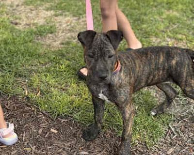 Stella Rose - Pit Bull Terrier/Pit Bull Terrier Mix Female Puppy for Adoption
