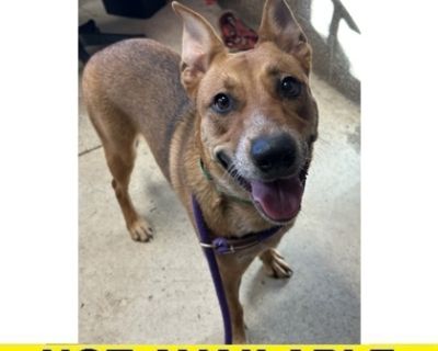 Scramble was found on 11/15/25 at N Cloverleaf Loop and Oakdale Ave in Springfield. It is unknown at this time if she is spayed. If you believe this is your missing dog, please contact the shelter at (541) 689-1503. Since this dog is new to the shelter and we are still looking for their family, they are not viewable on the adoption floor at this time. The shelter staff is giving me some time to...