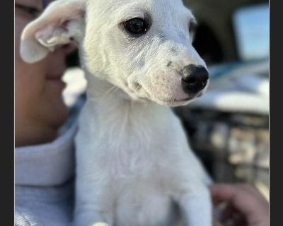 PATCH - Male Puppy Chihuahua mix for Adoption