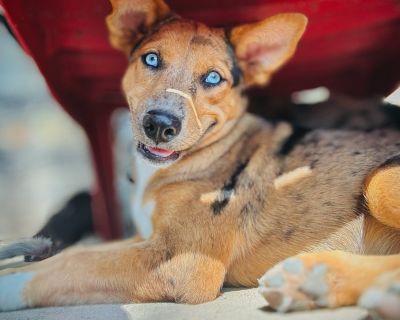 Jubilee - Australian Shepherd & Catahoula Leopard Dog Mix Female Puppy for Adoption