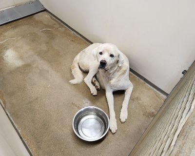 Crazy Horse - Labrador Retriever & Great Pyrenees Mix Male Dog for Adoption