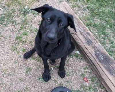 Freya - Female Puppy Lab mix for Adoption