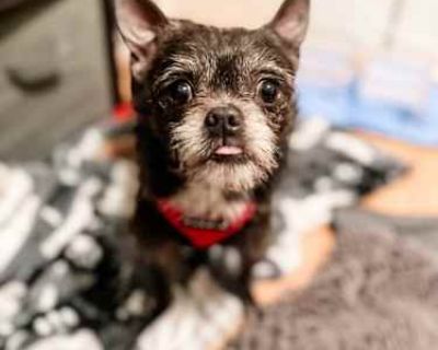 Guillermo - Chihuahua/Brussels Griffon Mix Male Dog for Adoption