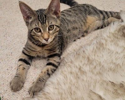 Buster - American Shorthair Male Cat for Adoption