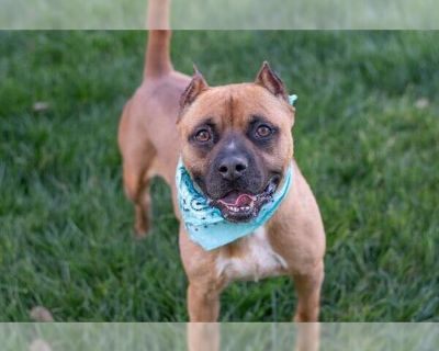 HERBERT - Boxer Mix Male Adult Dog for Adoption