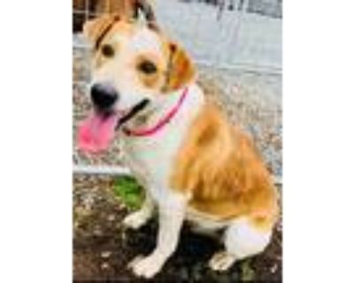 Adopt a Red/Golden/Orange/Chestnut - with White Border Collie / Mixed dog in