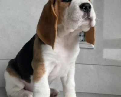 12-Week-Old Beagle Girl Looking for a Home in Texas (TX) Meet this sweet little Beagle girl in Austin! She is 12 weeks old, has been vet-checked, dewormed, and is happily eating puppy food. She s already pee pad trained and well-socialized. Beagles have a strong natural hunting instinct and love to explore. Despite their small size, they thrive in both apartments and houses. They re cheerful, p...