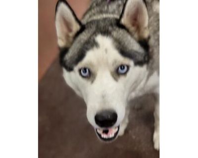 CHARLES - Husky Male Dog for Adoption