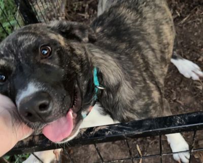 Hazel - Anatolian Shepherd Mix Female Dog for Adoption