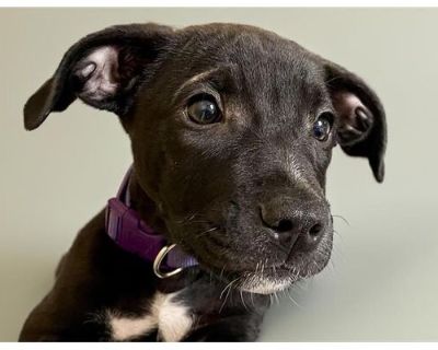 SODA POP - American Pit Bull Terrier Male Puppy for Adoption