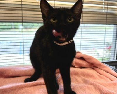 Sasquatch - Domestic Short Hair Male Cat for Adoption