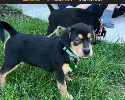 Khloe - Female Puppy Catahoula mix for Adoption
