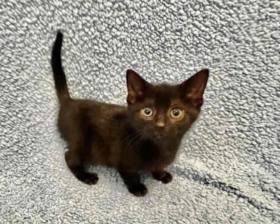 Galadriel - Domestic Shorthair Female Cat for Adoption