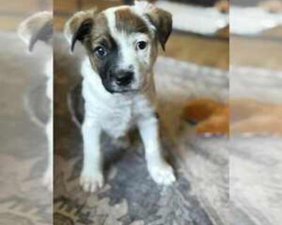 Big Hunk - Male Mutt Baby for Adoption