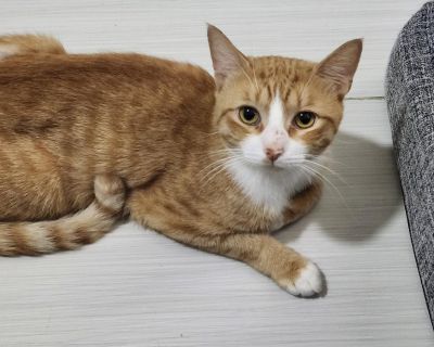 Mango - Tabby & American Shorthair Mix Male Cat for Adoption